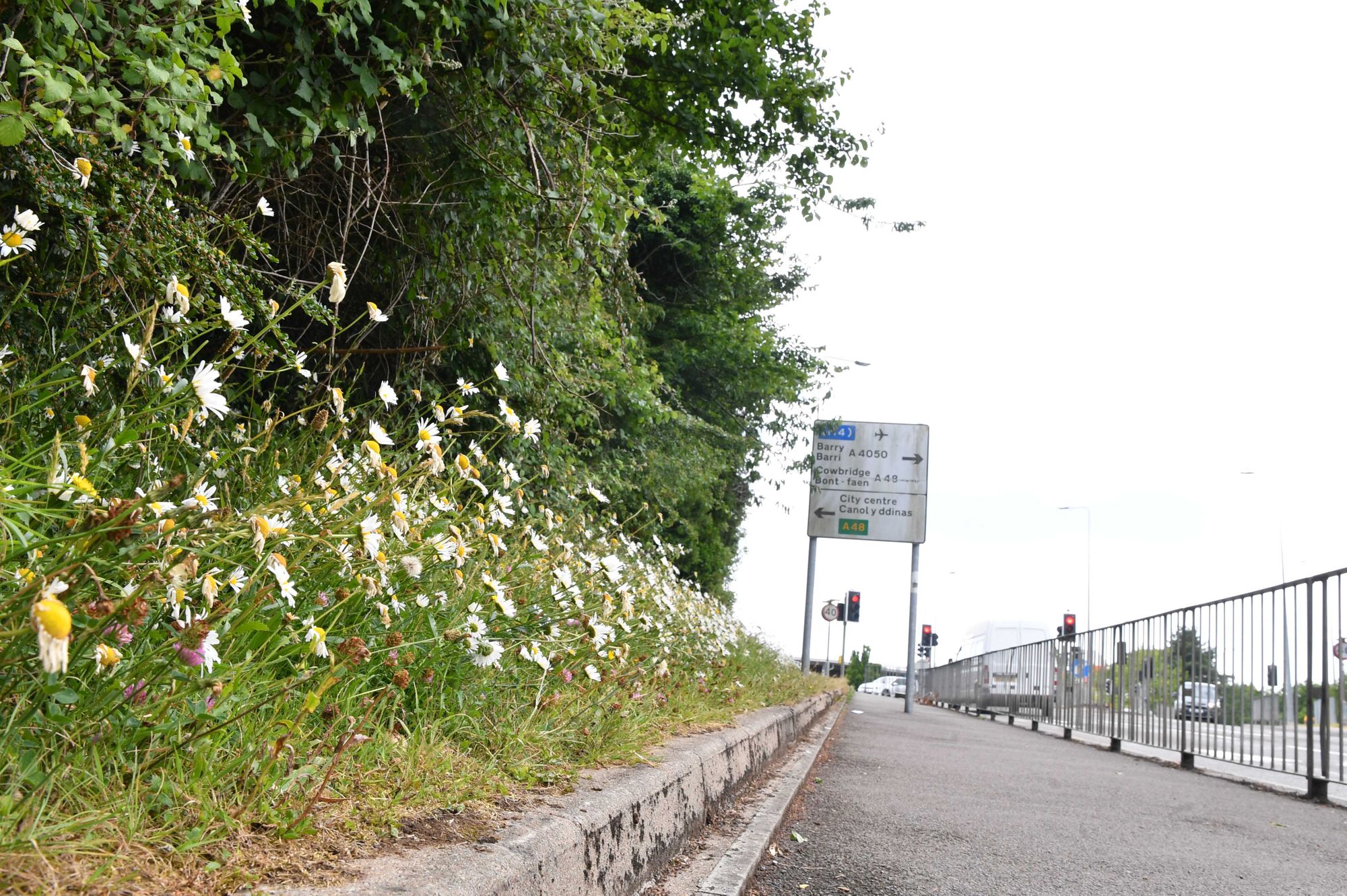More no mow plans for Cardiff grass