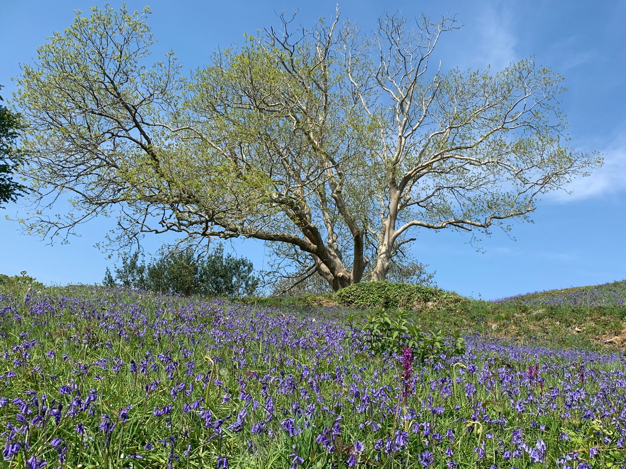 Torbay tree scheme to tackle ash dieback 'devastation'