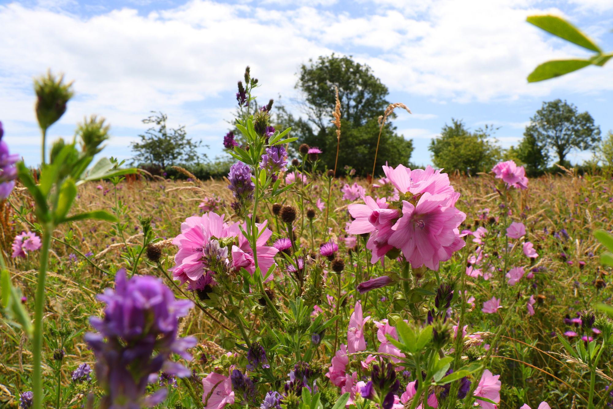 Your chance to put some colour back into Torbay - and help the bees at the same time