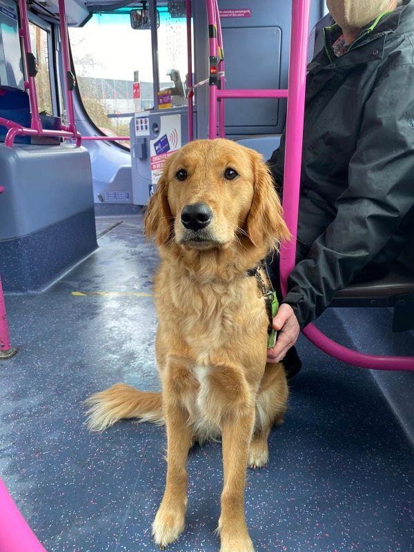 Charity offers Melton Mowbray residents chance to raise guide dogs