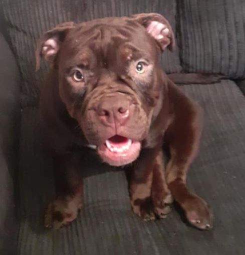 Plea for dogs to be returned following theft in Middleton