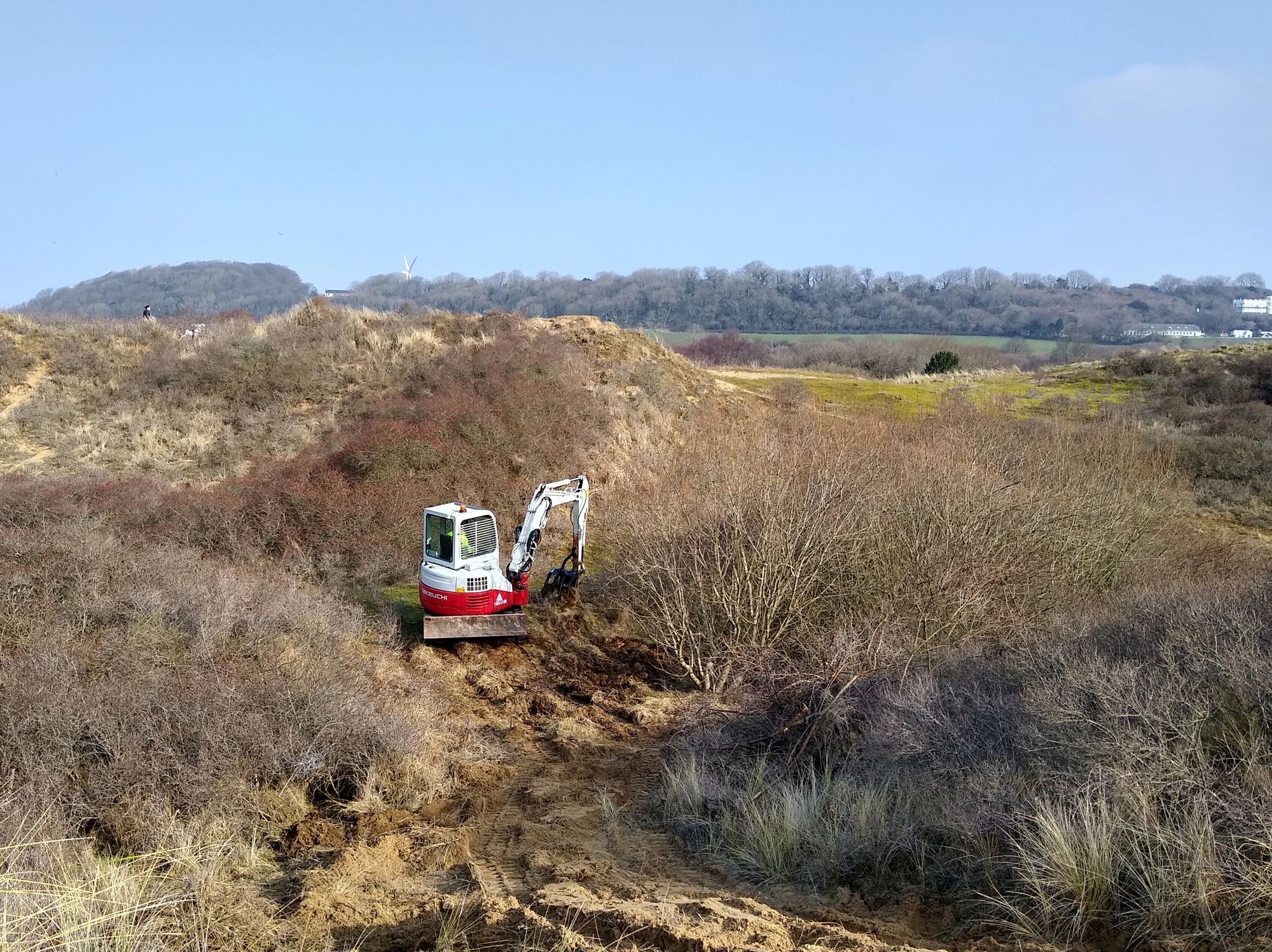 Invasive plants being removed from Merthyr Mawr dunes