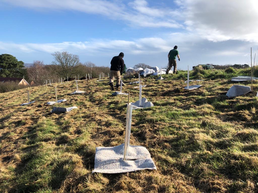 Tree planting success as 1500 saplings take root in Teignbridge