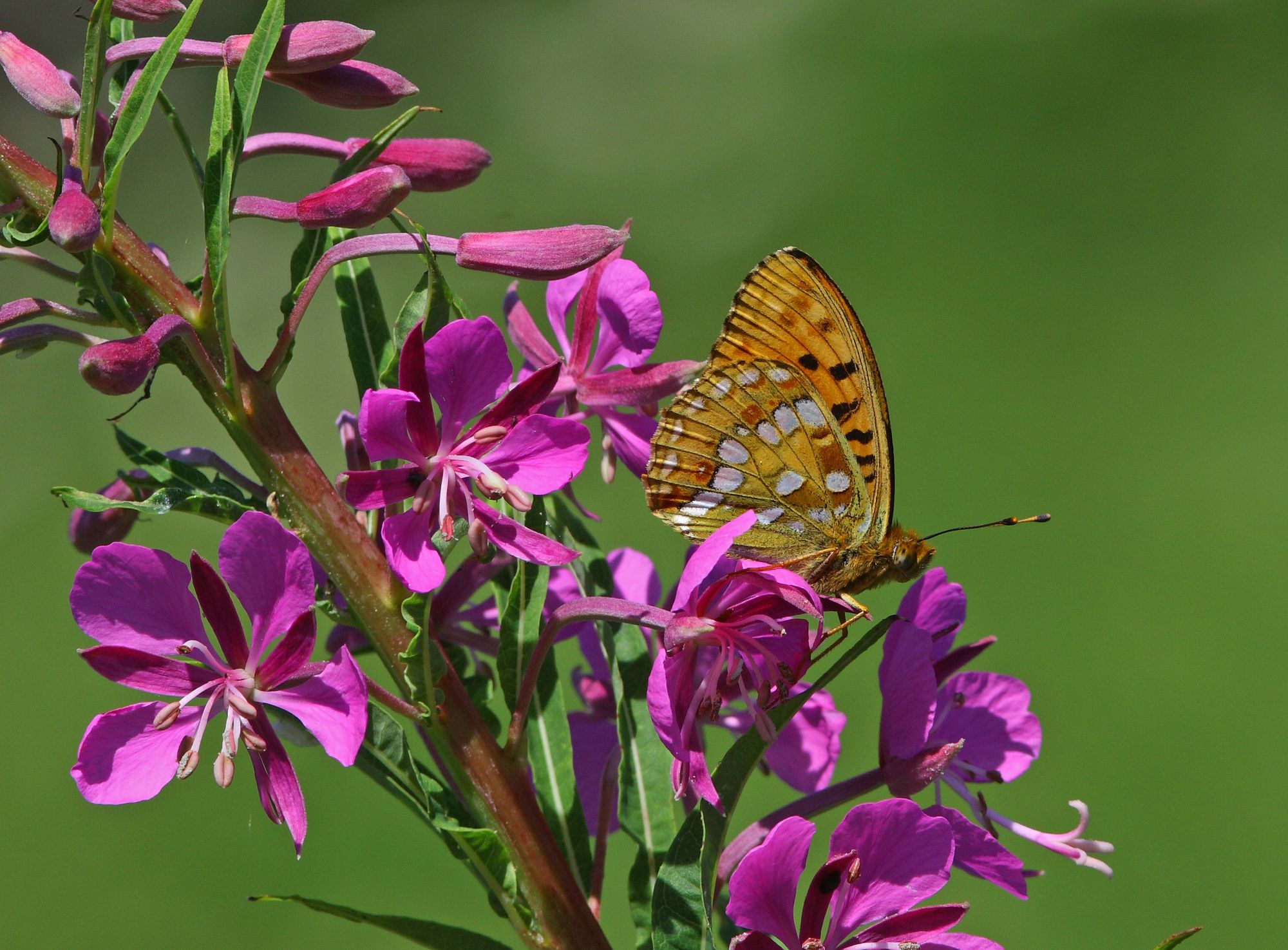 Rare species in South Devon will benefit from nature reserve improvements