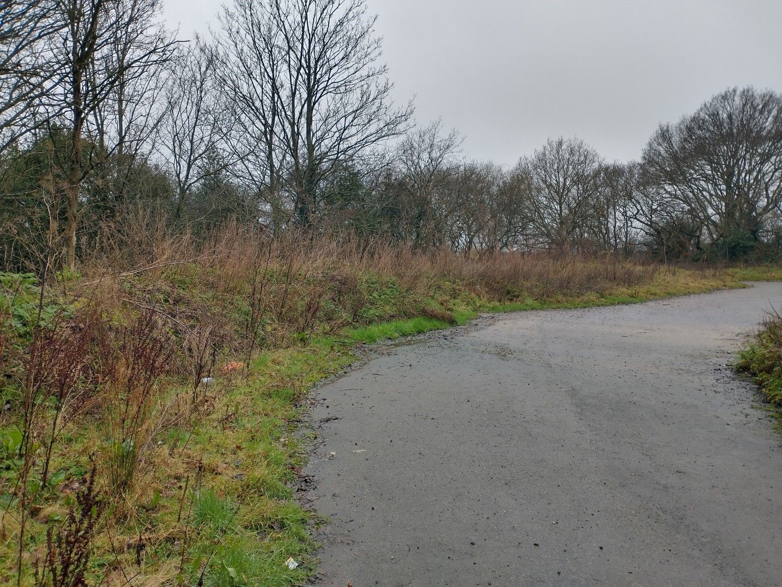 Thousands of trees to be planted in Brentwood to help tackle carbon emissions
