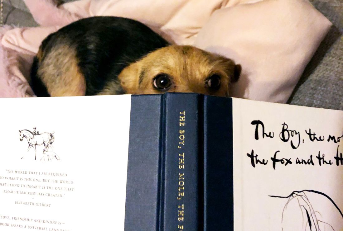 Broadstairs school’s dog gets in on the fun during World Book Day