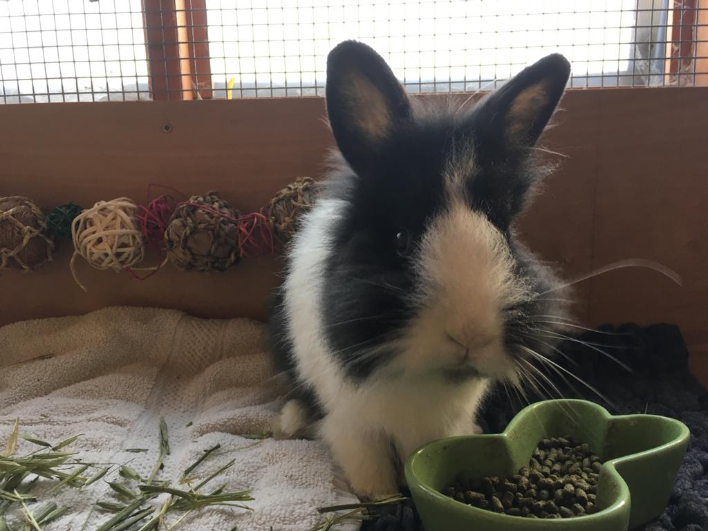 Rabbit found dumped by London road gives birth to babies in charity care