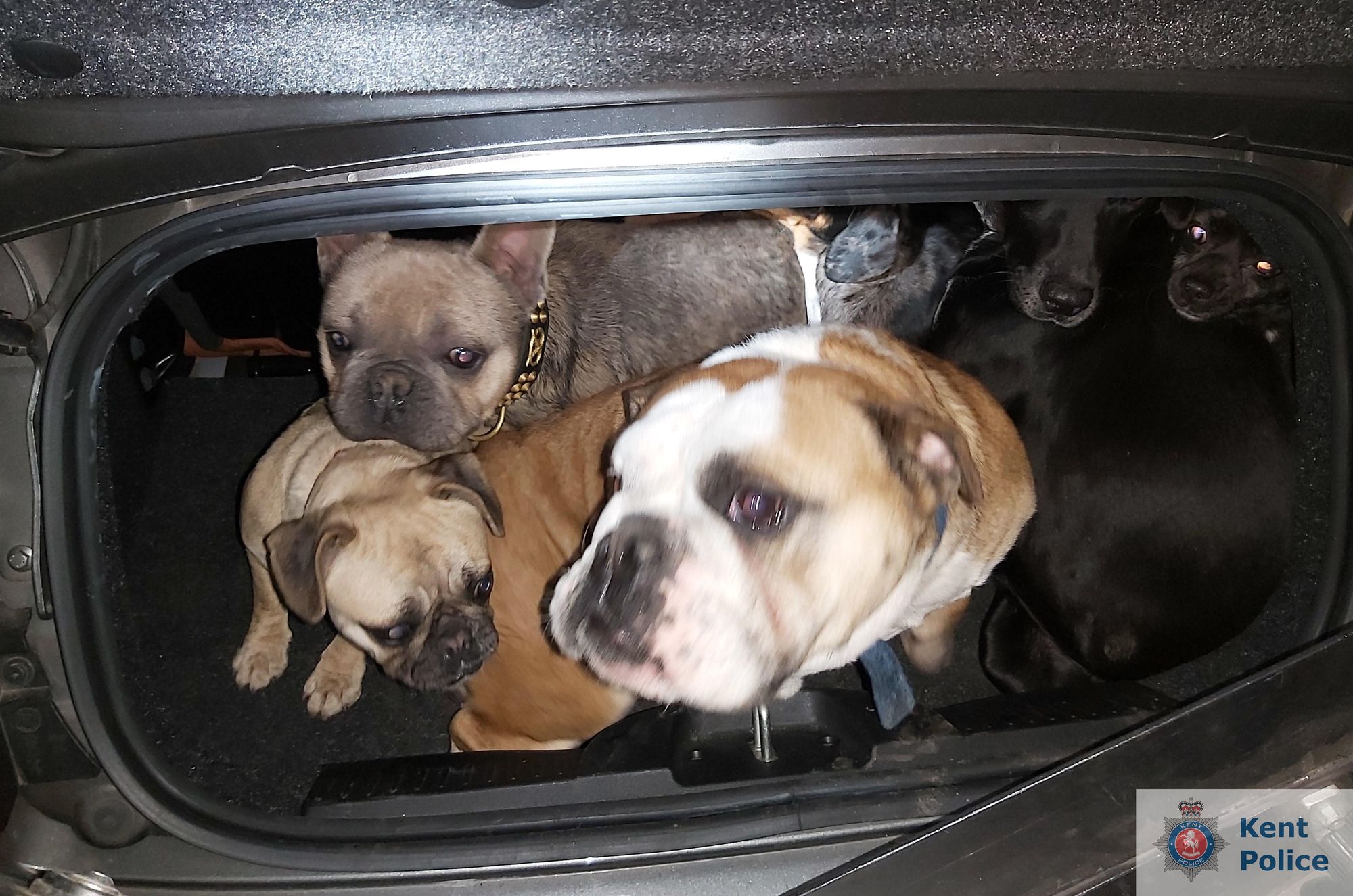 Dogs stolen from a home in West Kent are traced in 20 minutes by police