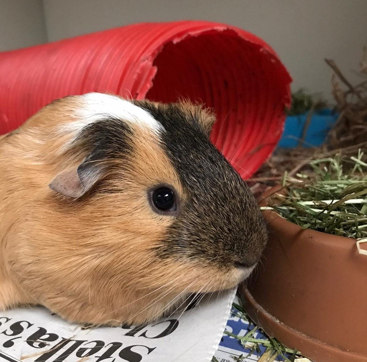 Can your spare foreign currency help Holmeswood animal sanctuary?
