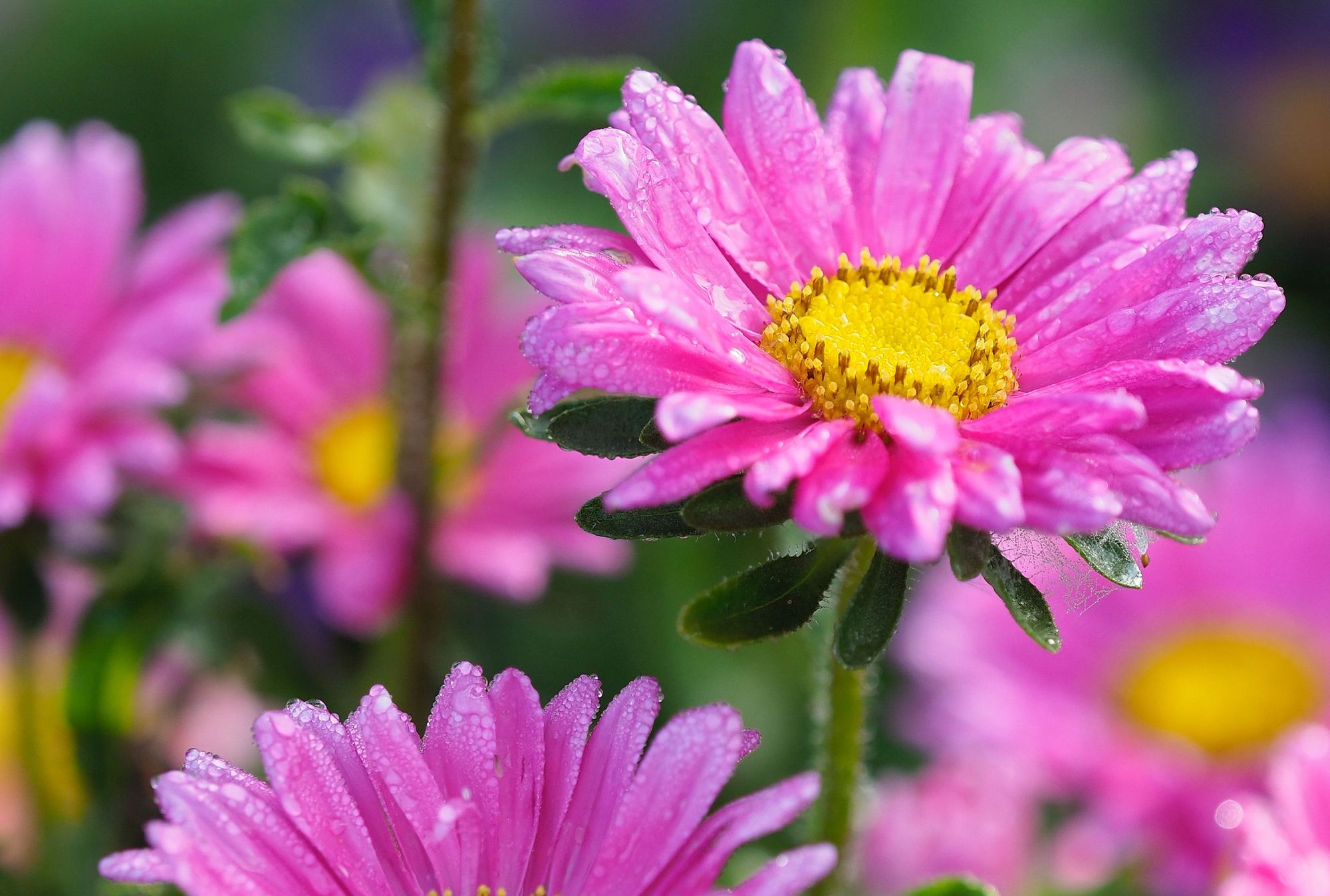 Ashford in Bloom returns, bigger than ever before