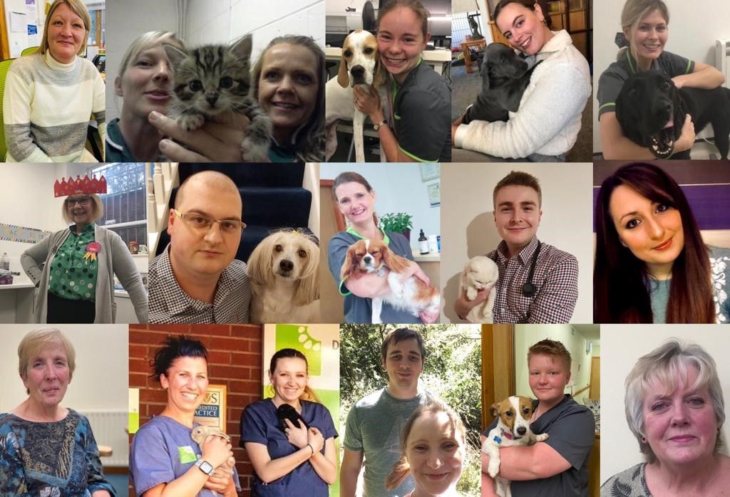 Rugeley and Stafford vet's green efforts earn prestigious award