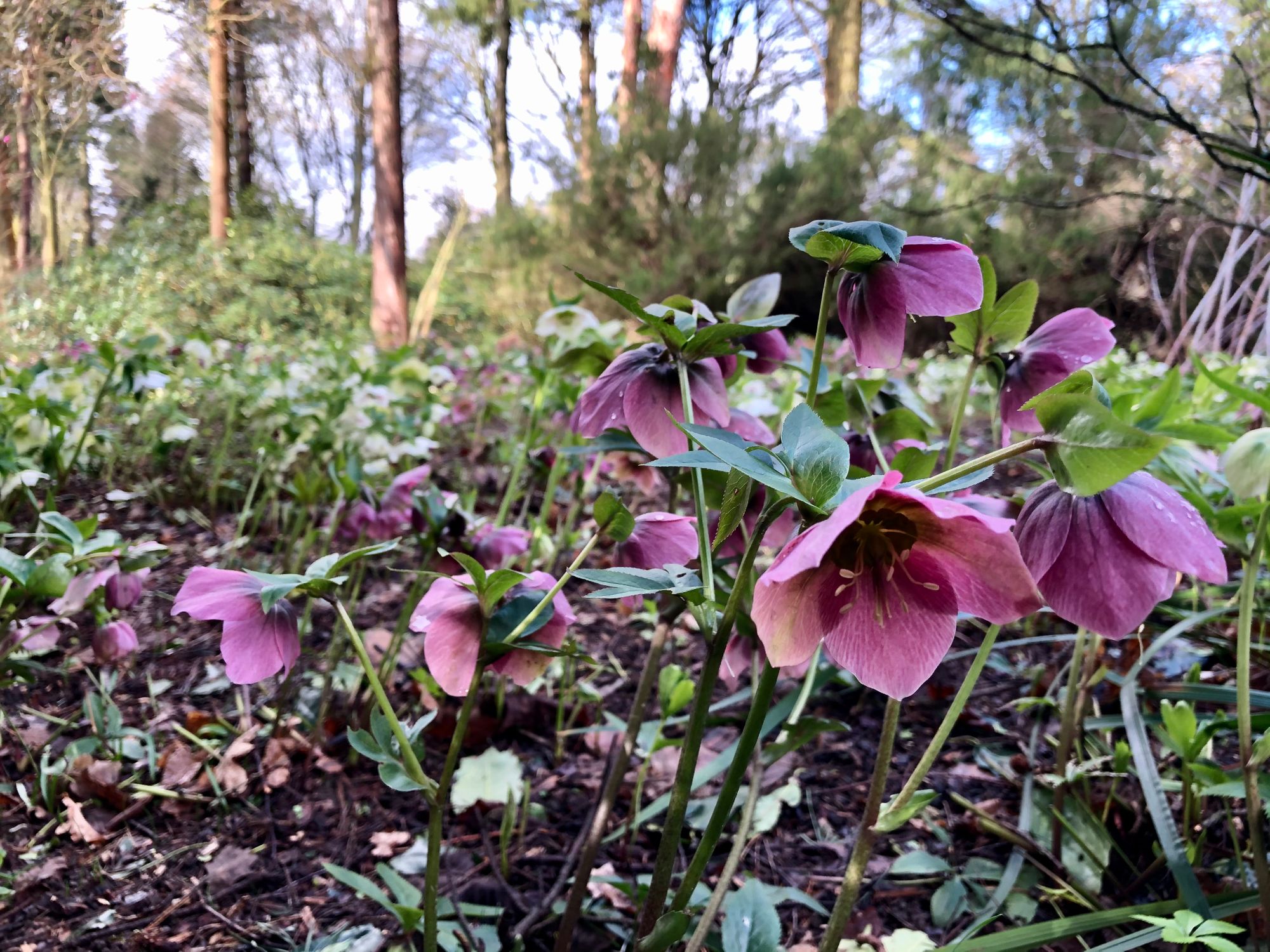 Great Comp Garden cancels spring fling event in April