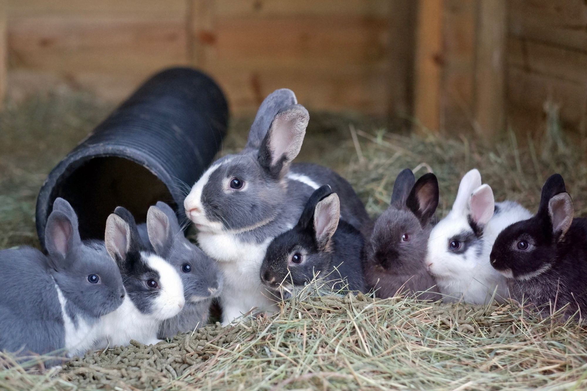 Rabbit Residence Rescue in Royston urges parents not to buy bunnies as