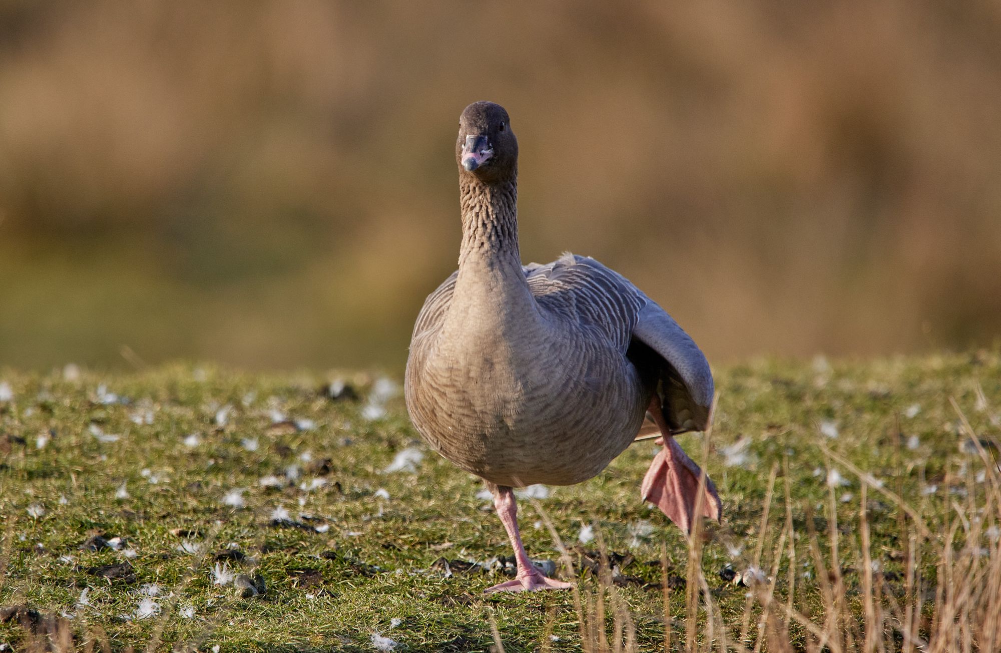 Rare sighting sends Rochdale birdwatchers on wild goose chase