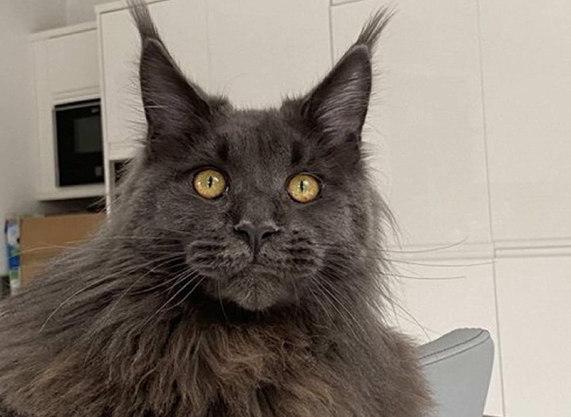 Cat who gatecrashed Old Bailey shows 'best of British courts'