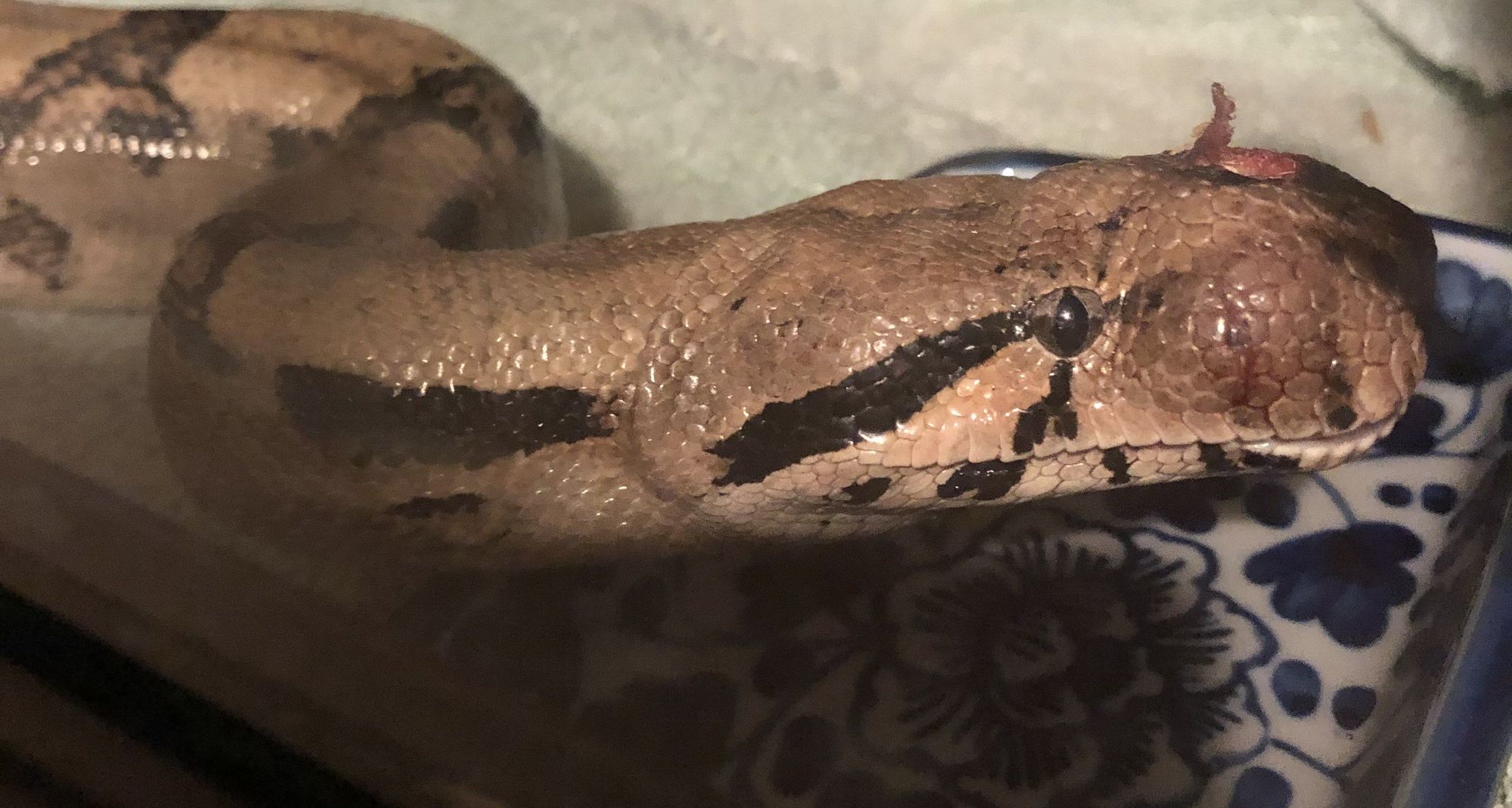 RSPCA launch appeal after a 5ft boa constrictor is found in Brixham with a head trauma