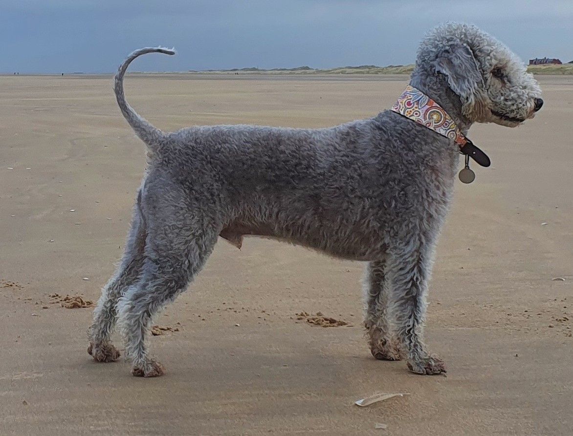 Southport couple find way to turn their love of dogs into a grooming business
