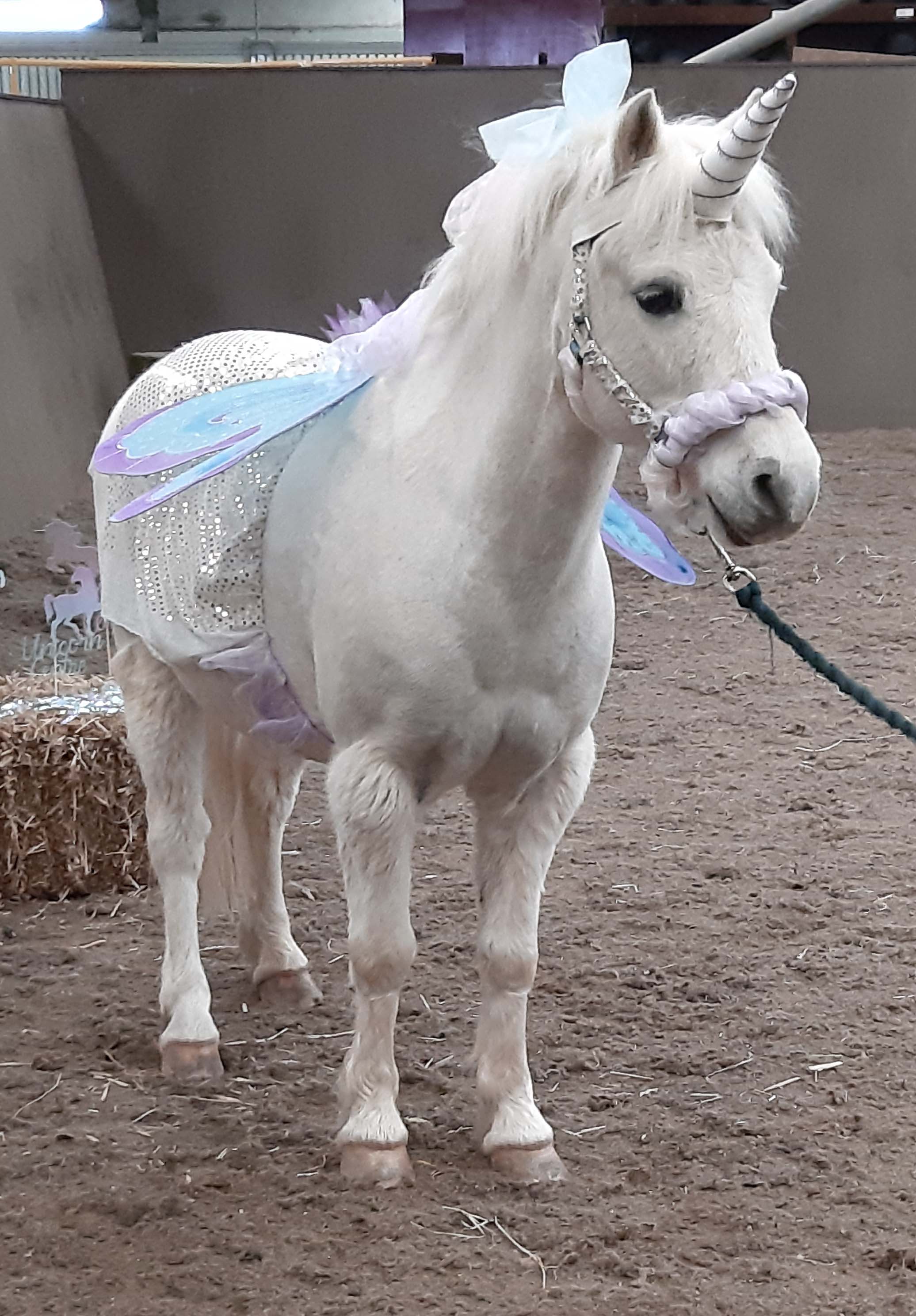 National Unicorn Day will still go on for Riding for the Disabled Association's Unicorn Centre