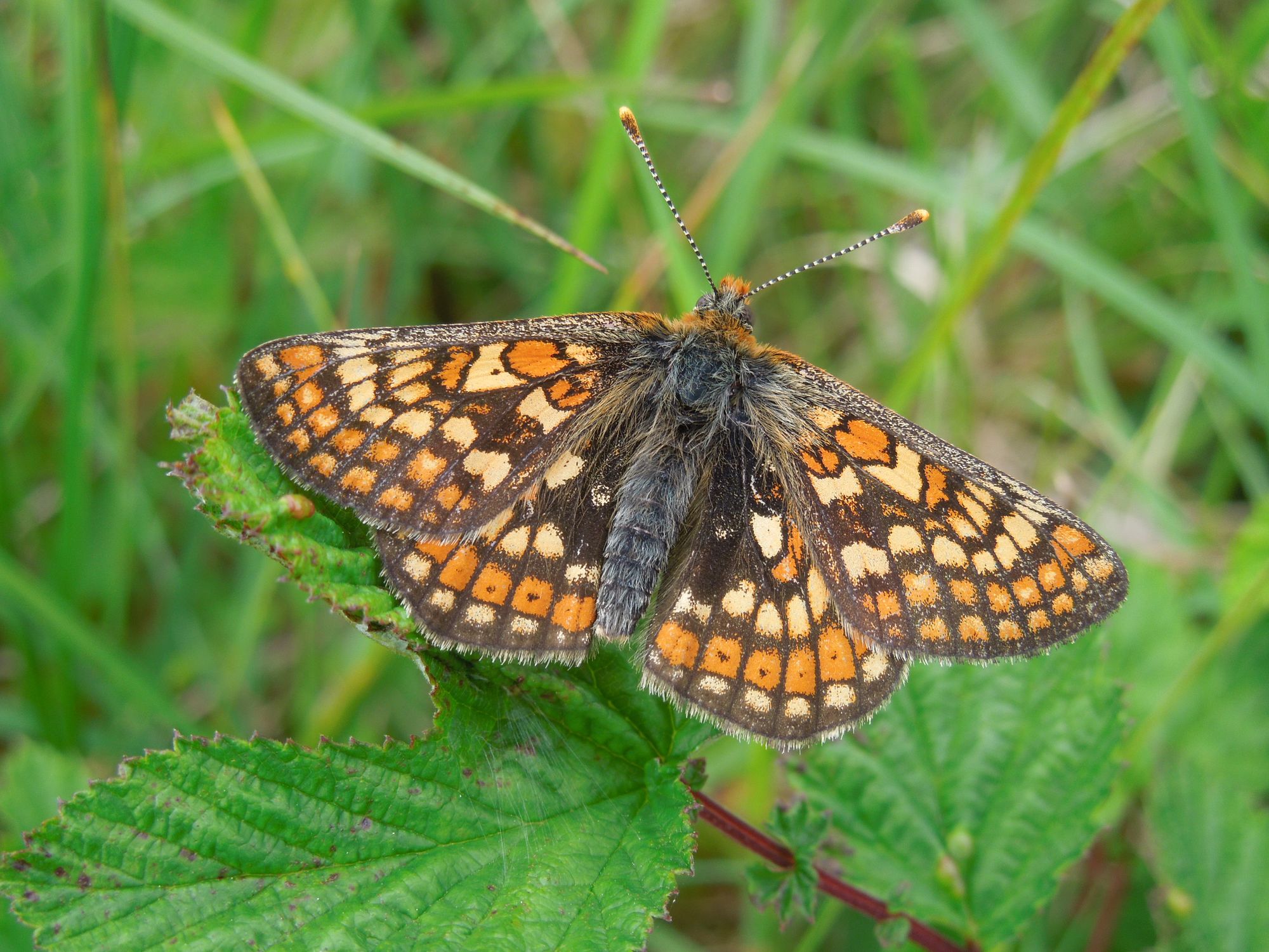Project reintroducing highly threatened butterfly to north-east Hampshire recognised
