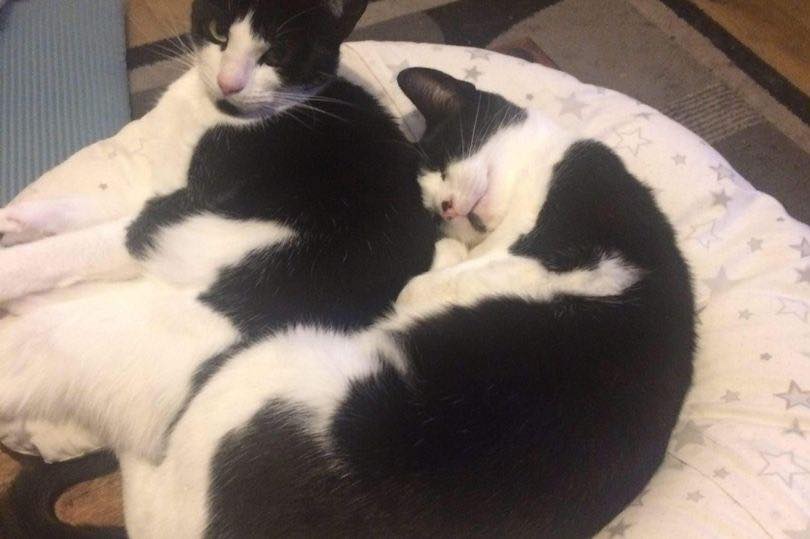 Vet's horror as cat paralysed by air rifle pellet