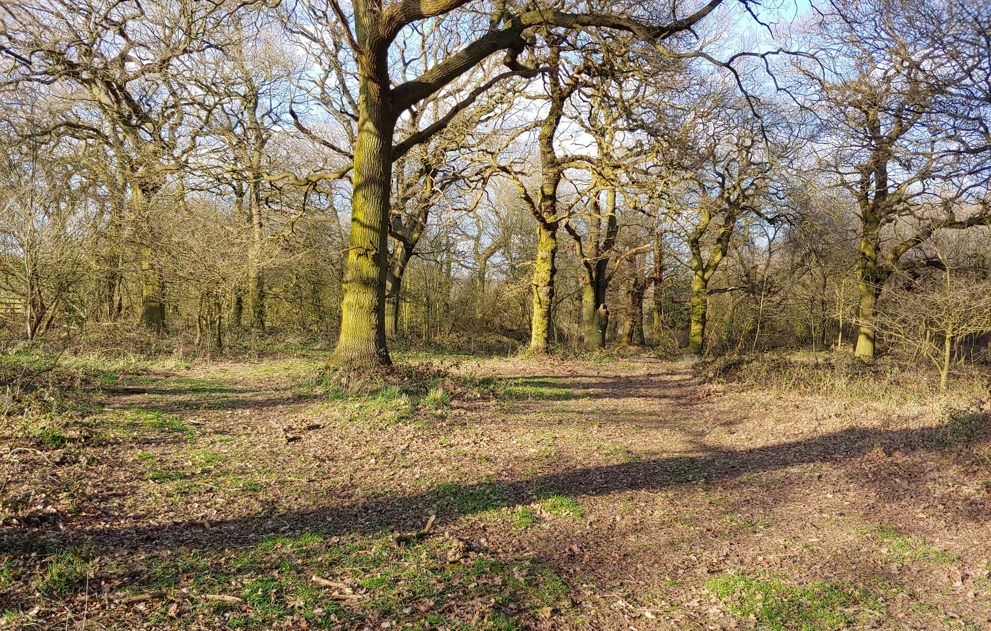 Open days at Tamworth's Alvecote Woods set to restart