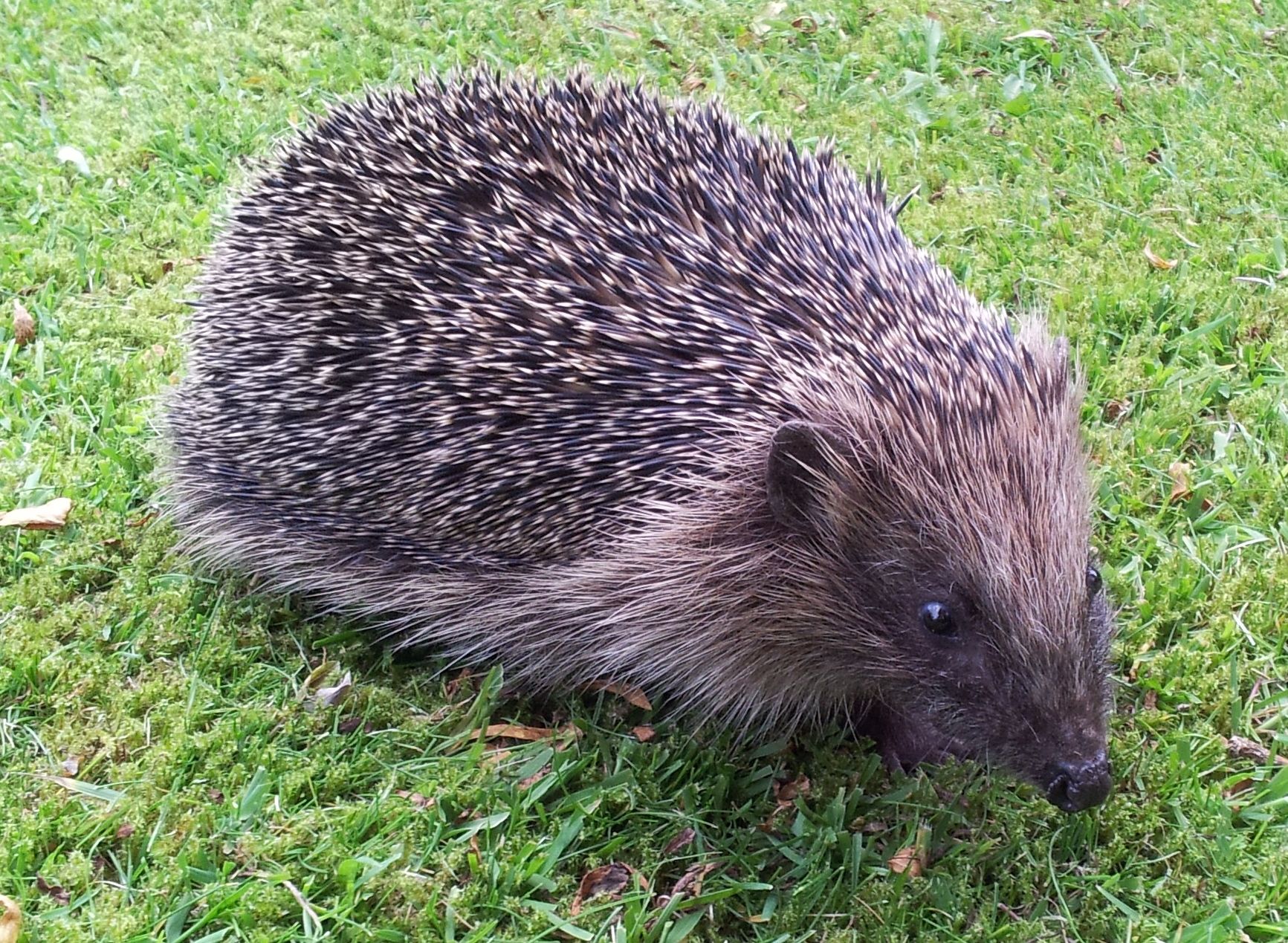 Wildlife Trust launches new North Manchester Nature Network