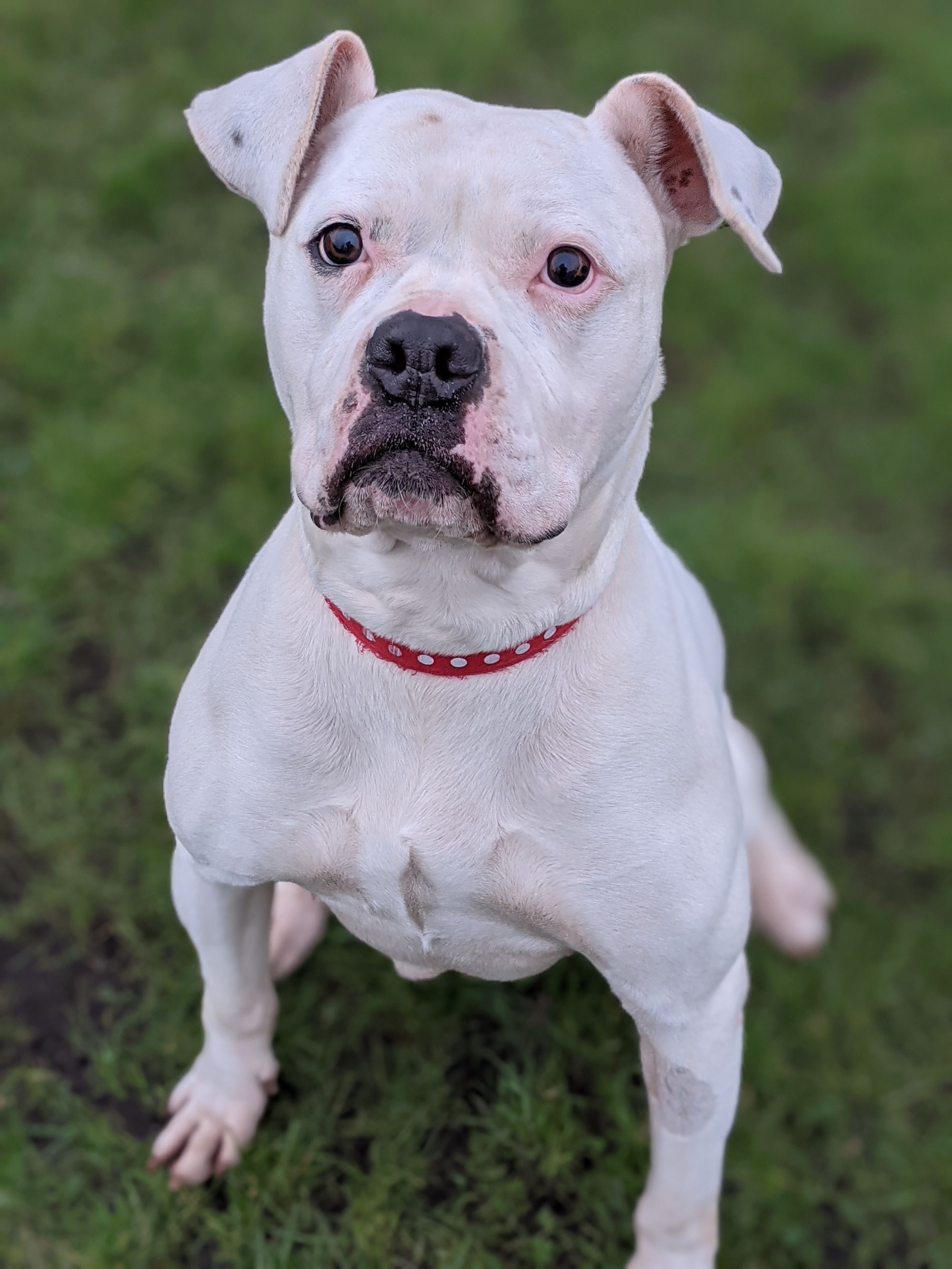RSPCA column: Appointment only outdoor meetings and the re-opening of our charity shop