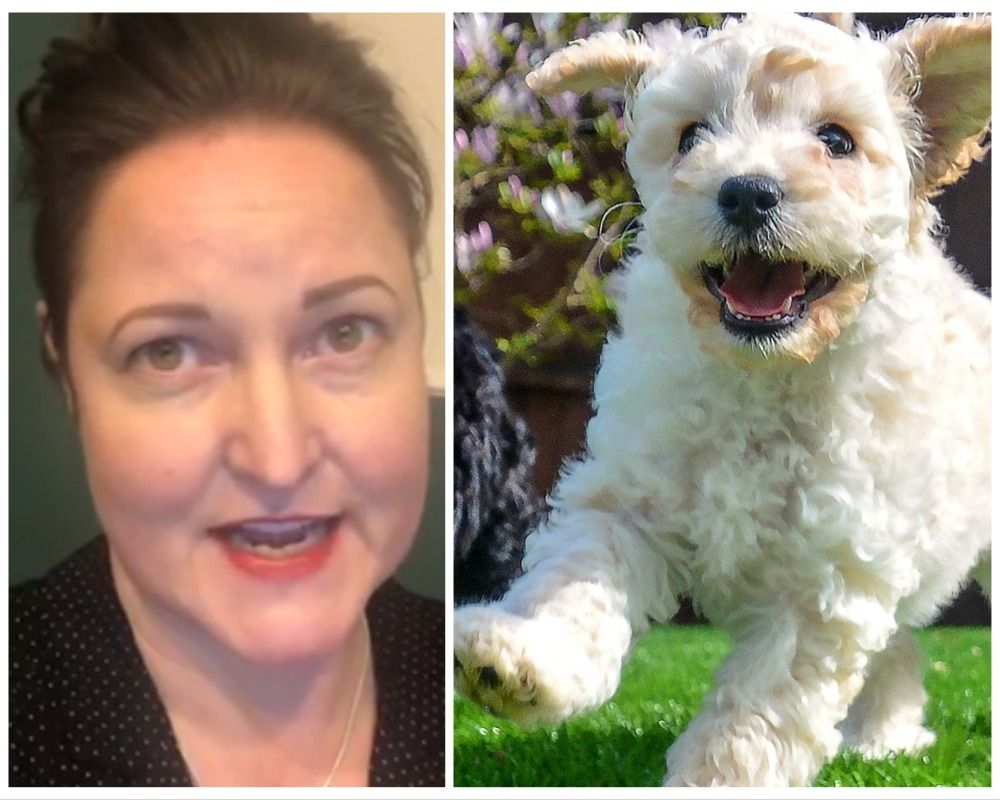 Devon and Cornwall the worst area for dog theft says Alison Hernandez