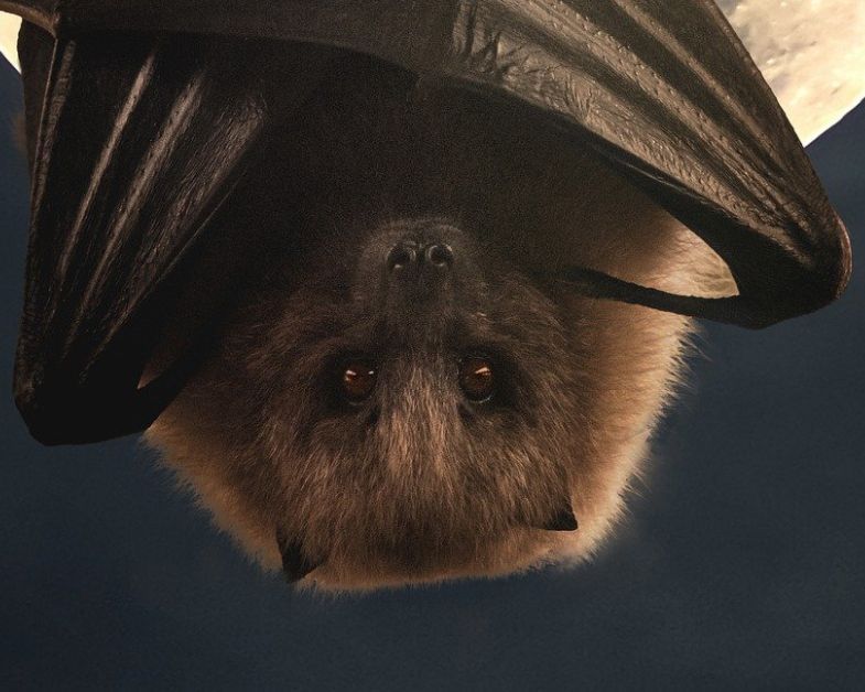 Angry Bow residents say bats are at risk from holiday cabin