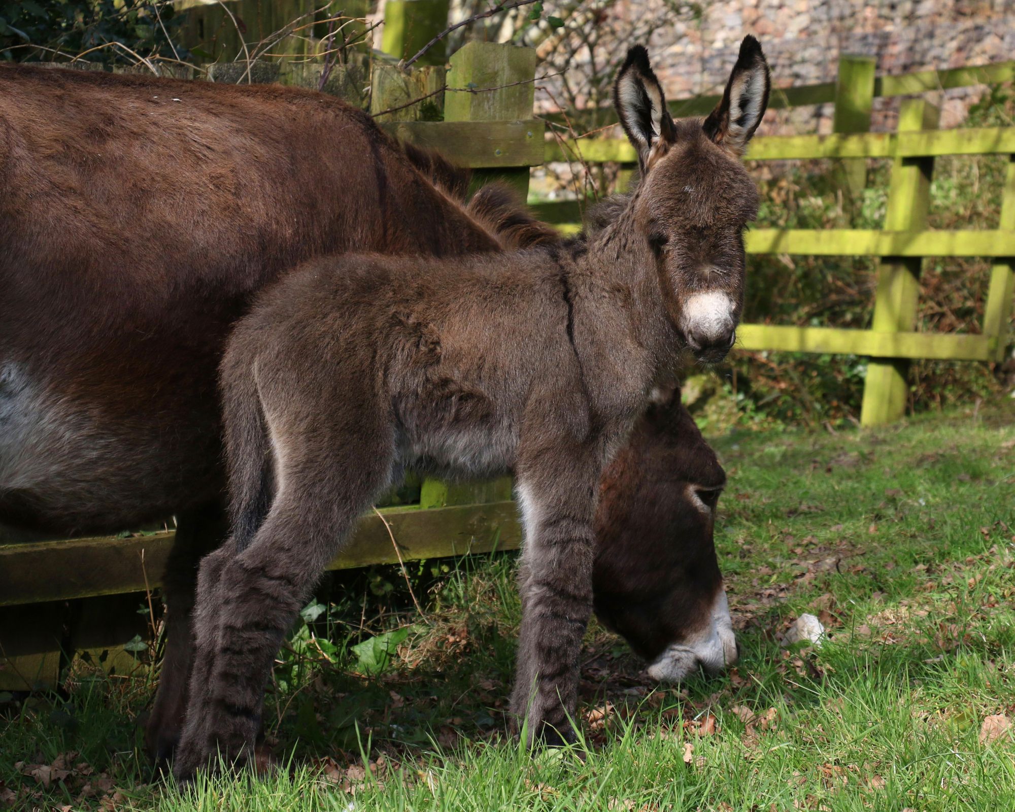 Spring foal born at The Donkey Sanctuary