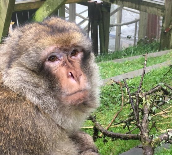 Monkey Sanctuary in Looe in desperate appeal for help as it faces uncertain future InYourArea News
