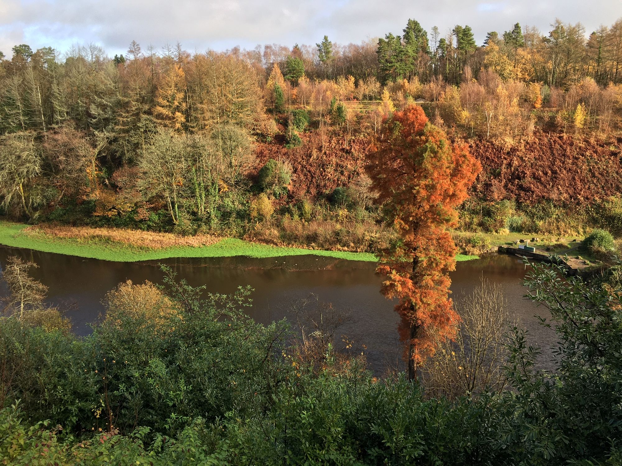 Swansea woodland restoration project handed cash boost