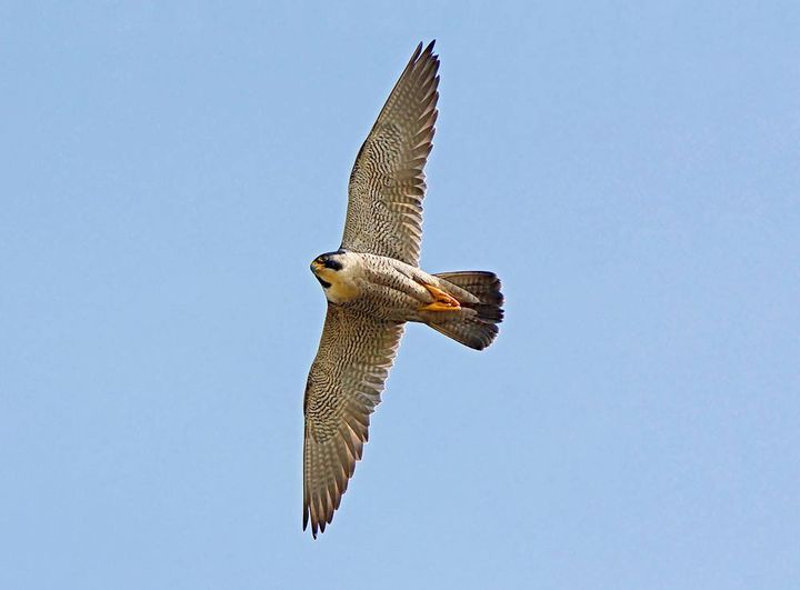 Encouraging year for Peregrines in Peak District