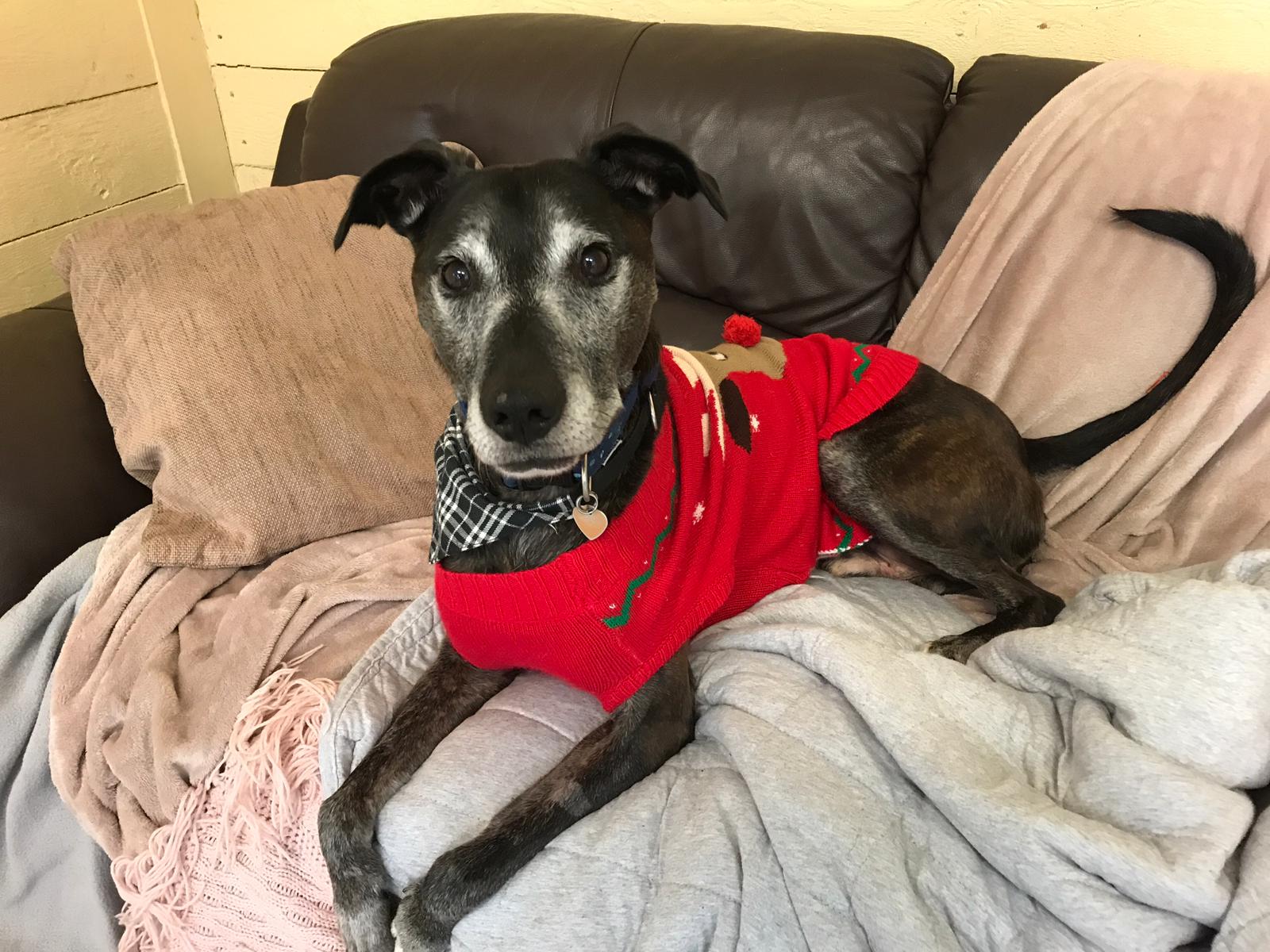 Ten-year-old lurcher cross has spent almost a year waiting for his forever home