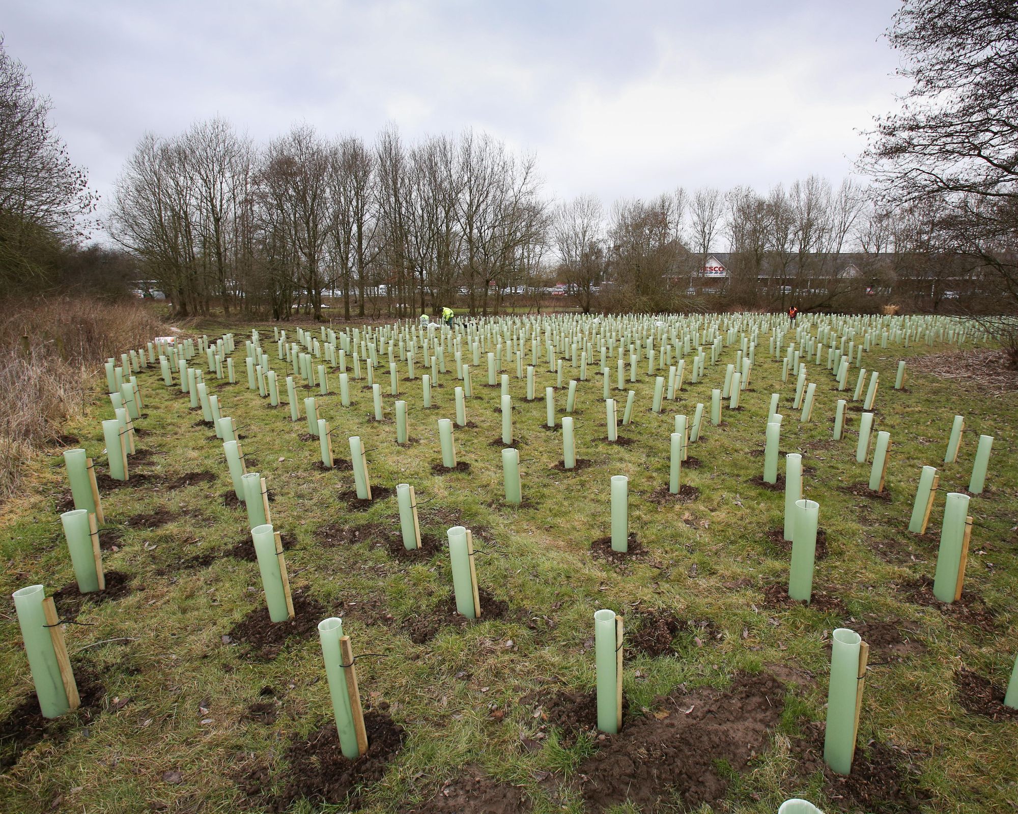 Tesco plants more than 2,000 trees at Ilfracombe store