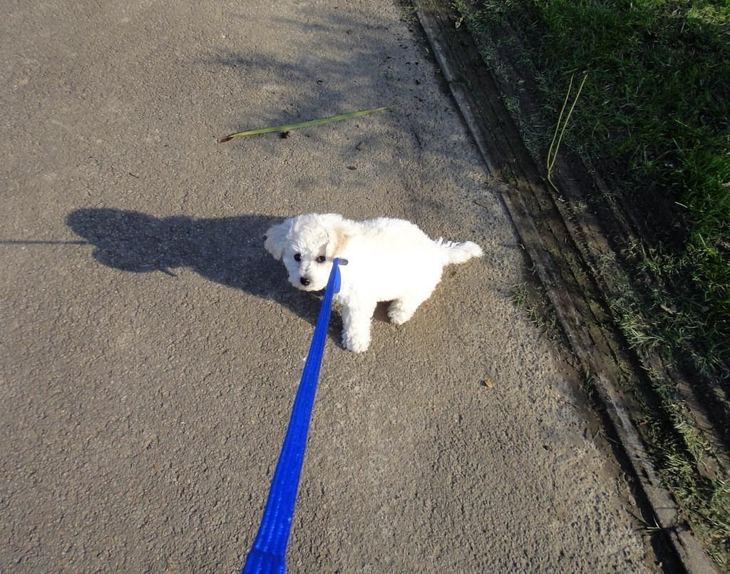 How to help your dog-owning neighbour if they have to self-isolate