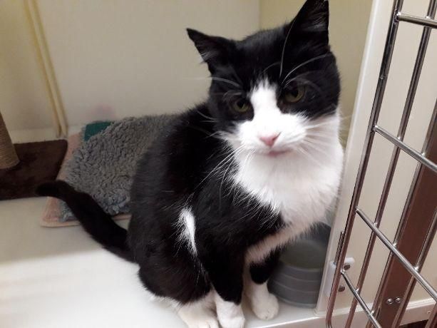 Friendly Older Ayrshire Cat Seeking New Home Cw Cq Ayp