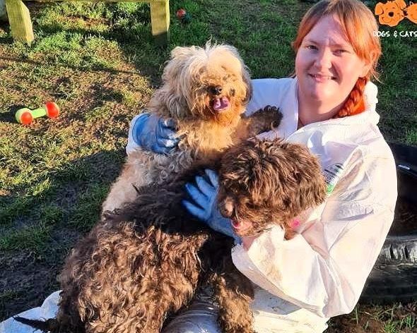 Appeal for help for seven rescued Mid Devon dogs