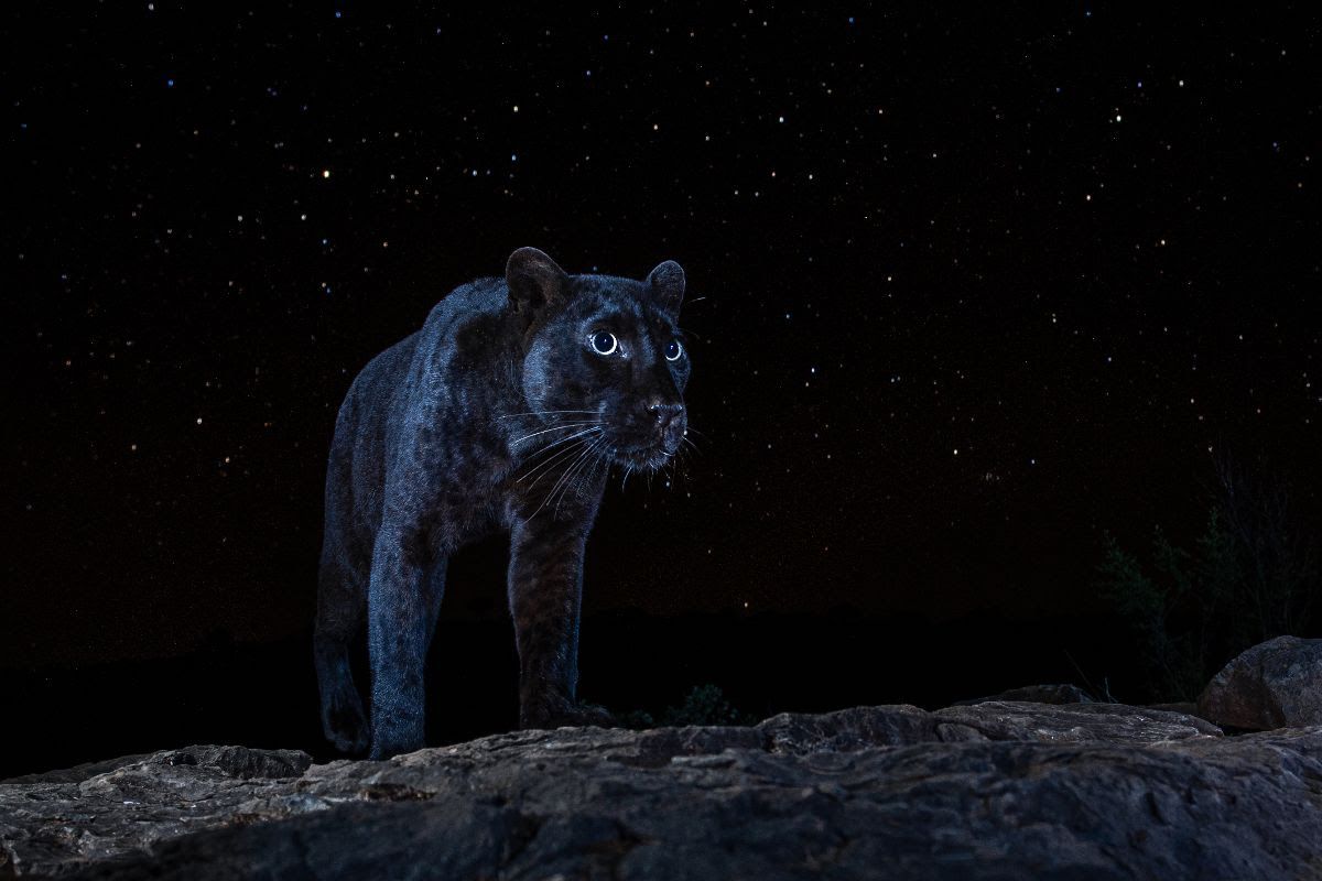 Sevenoaks wildlife photographer publishes new rare images of black panther