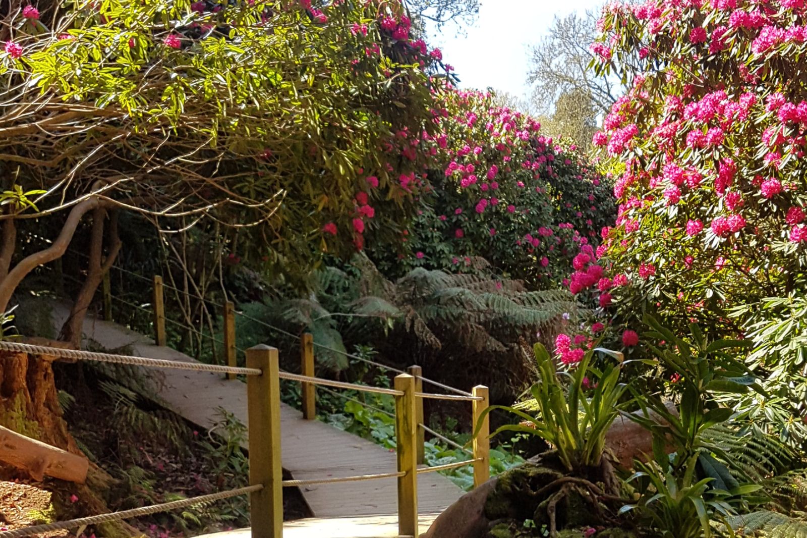Lost Gardens of Heligan reopens after lockdown 3.0 but only for locals