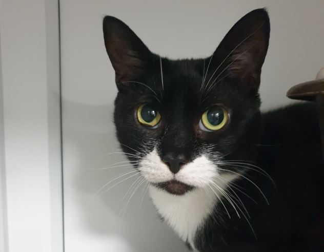 Holmeswood animal sanctuary  looking for new homes for feline friends