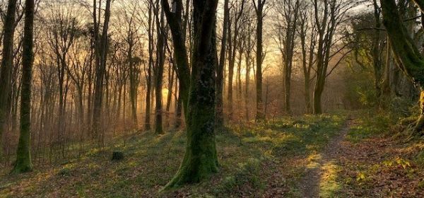 Defra-funded pilot scheme to boost tree planting in Cornwall