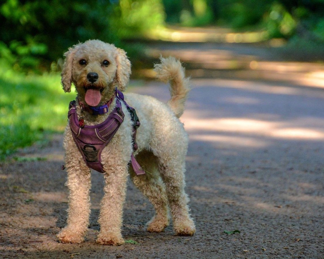 Dog woes in Buckland Brewer 'getting worse' say weary councillors