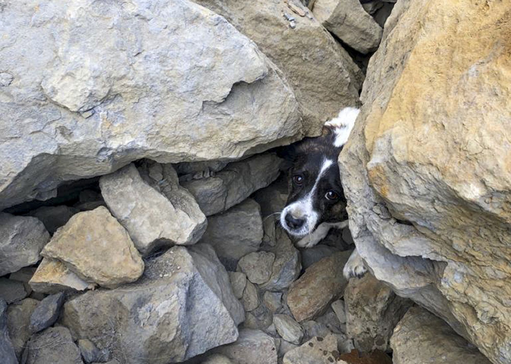 Missing dog found by search volunteer and his own pet pooch