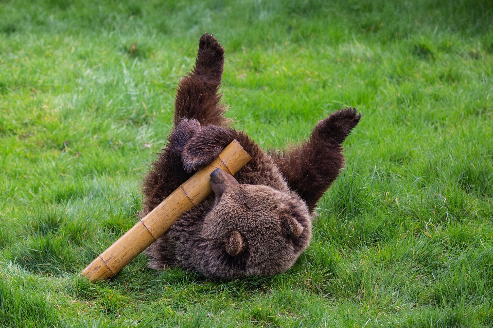 Bears named Cinderella and Sleeping Beauty wake in time for zoo’s reopening