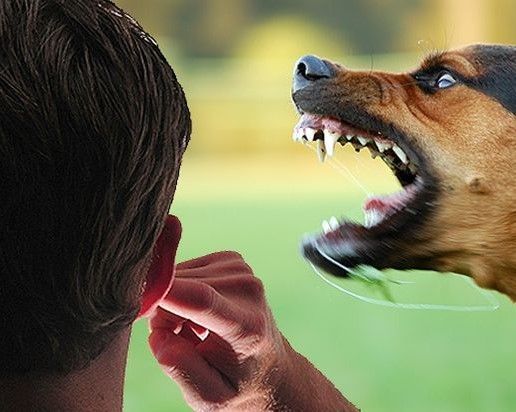 Peters Marland villagers demand action as barking dogs keep angry locals awake