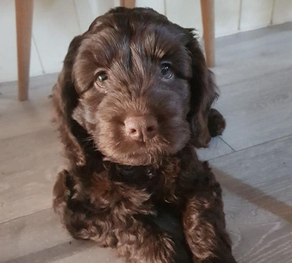 Puppy love blooms at Southport care home with arrival of new member