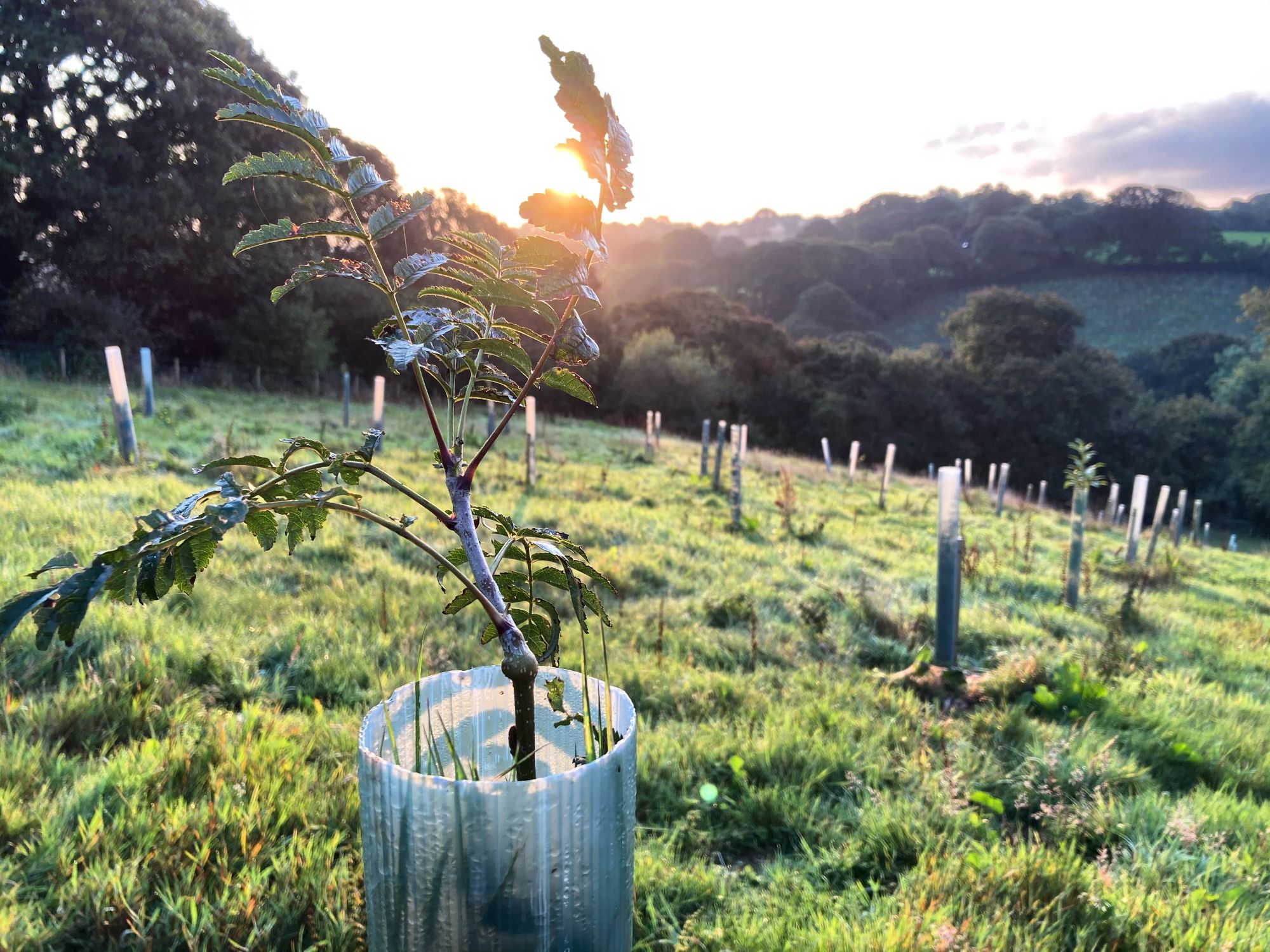 Decking specialist Gripsure to plant 1,000 trees at farm in Cornwall