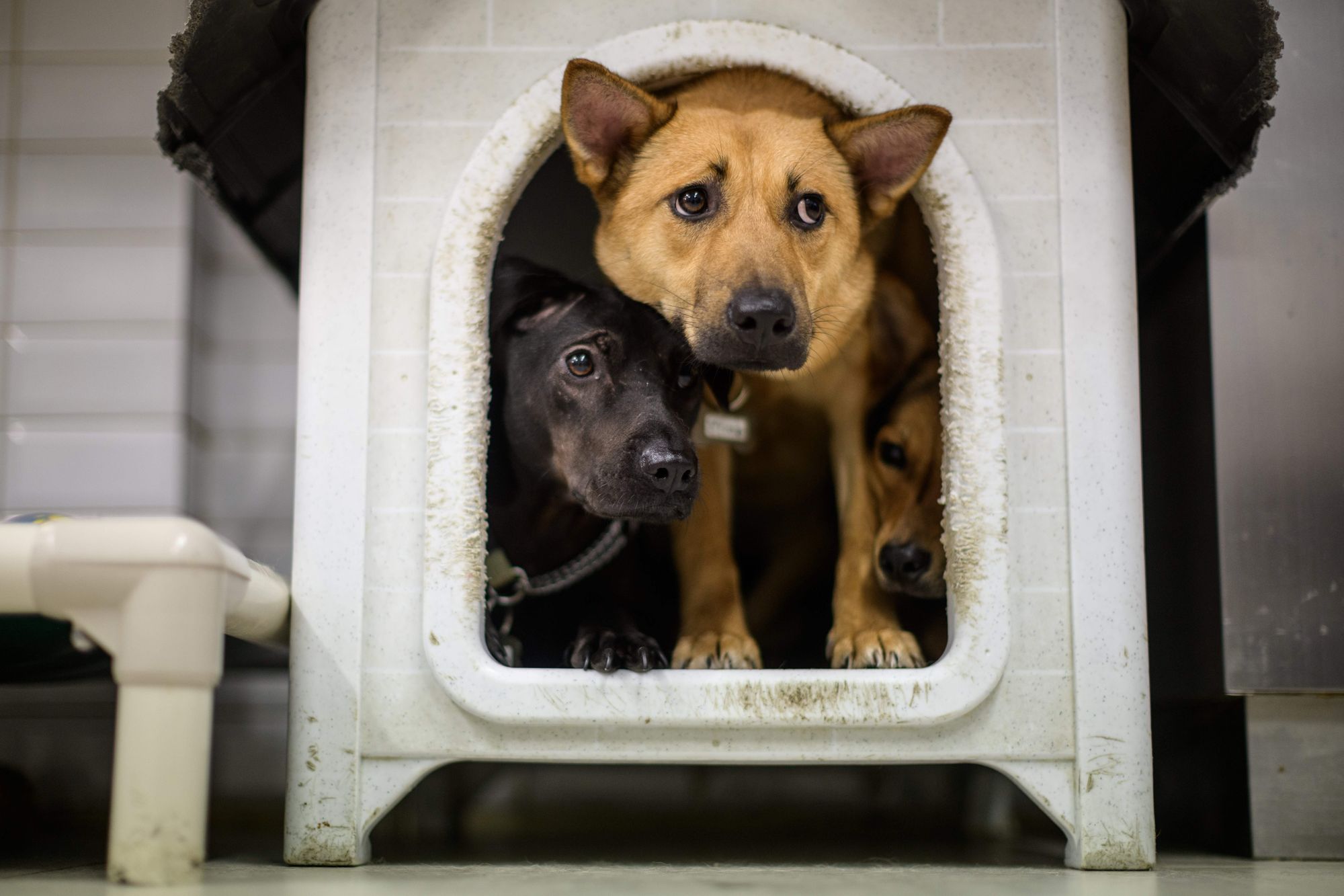 Only a quarter of stolen dogs are ever recovered