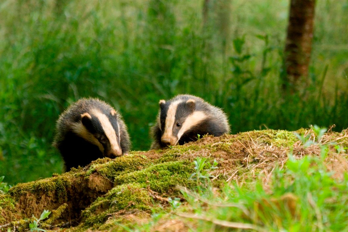 The Big Give pledges to double donations in support of The Wildlife Trust
